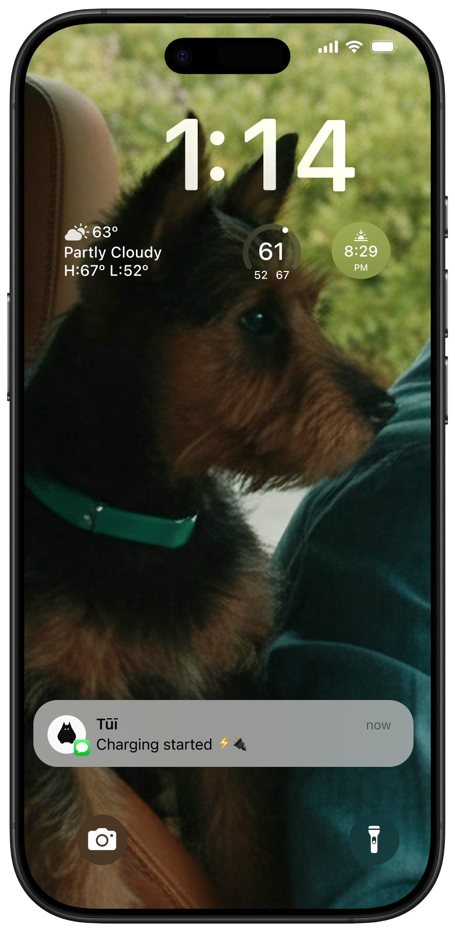 iOS lock screen: charging started, Tūī asks about a dog park